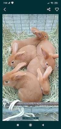 Кролики бургундской породы.Цена договорная