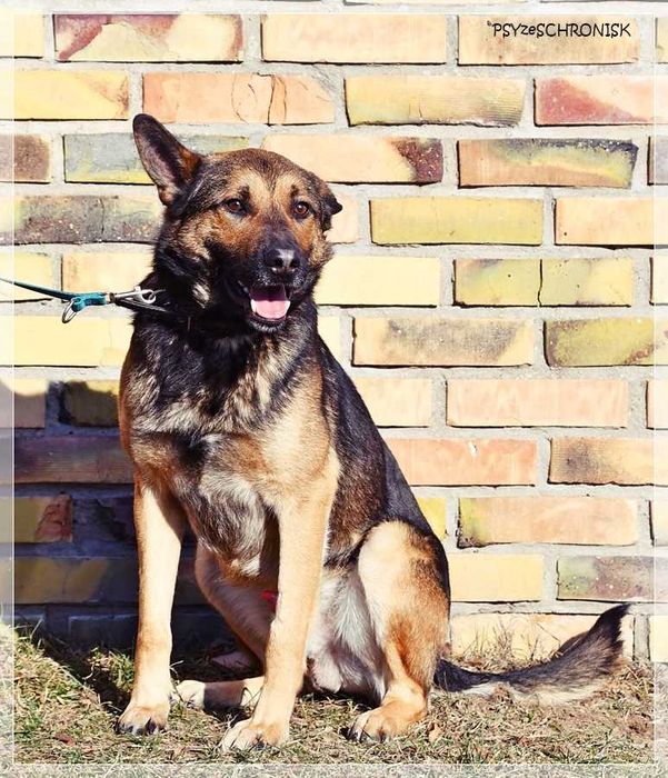 Morgi - pozwól mi kochać i być kochanym