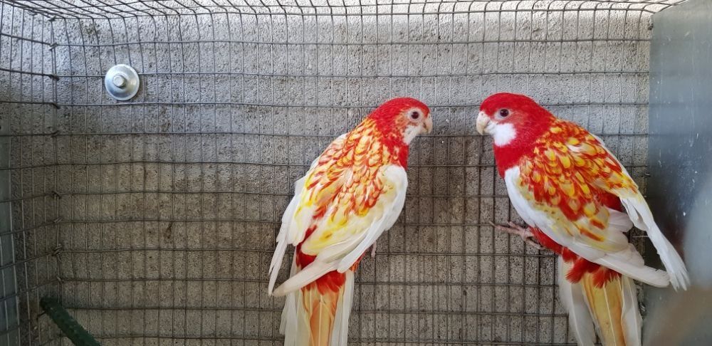 Casal Roselas Rubinas