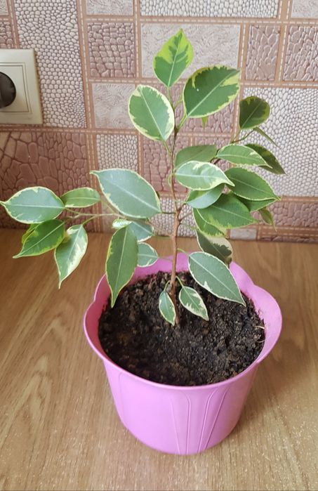 Фикус  Кинки с горшком