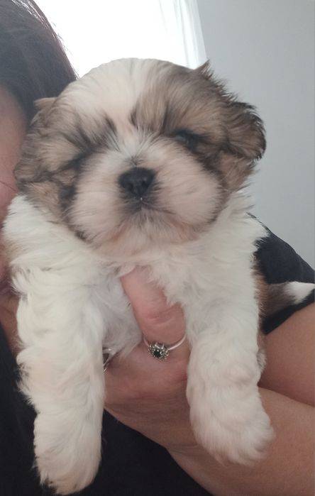 Shih-Tzu przepiękny chłopak