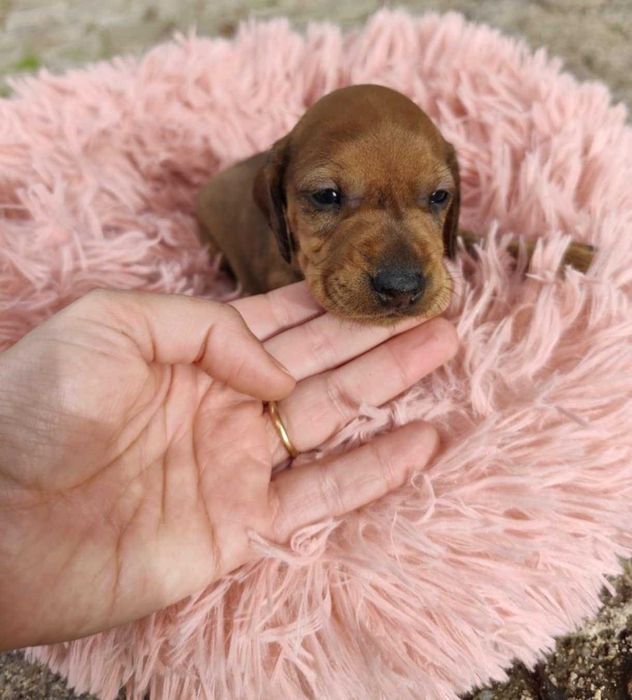 Teckel macho merle  - miniatura