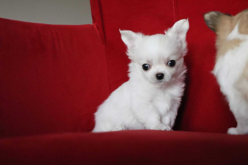 Jasny długowłosy chłopczyk chihuahua z rodowodem SKOTI FCI ZKwP