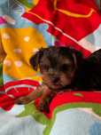 Yorkshire Terrier macho