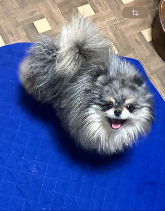 Вяжущий кобель мерле з підпалом