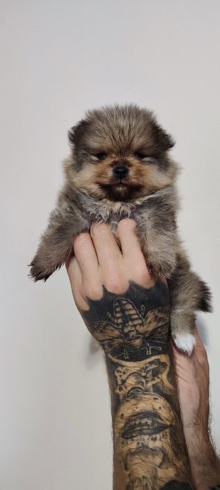 Симпатичні шпіци