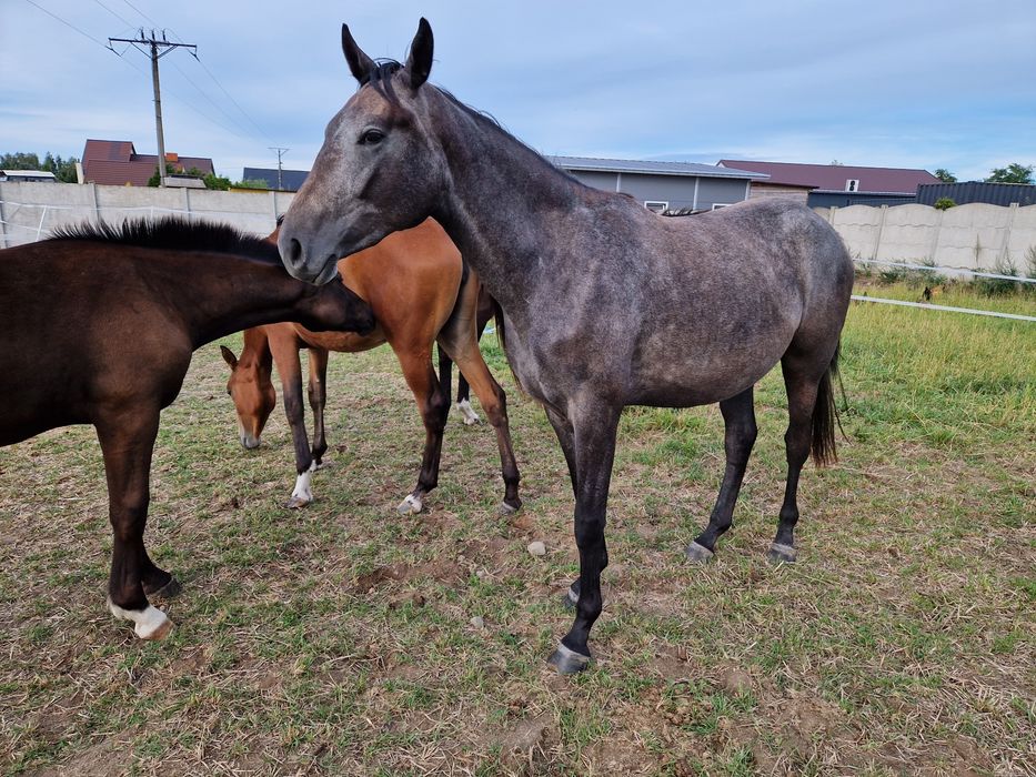 Klacz Wielkopolska skoki ujeżdżenie zaprzęg