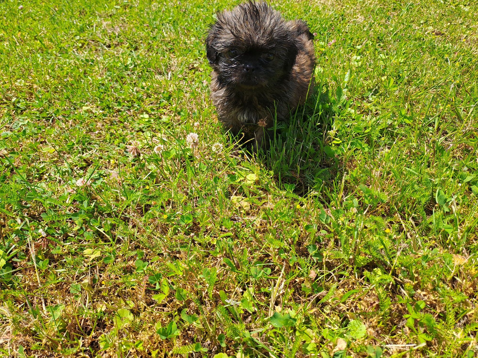 Shih-tzu piesek słodziak
