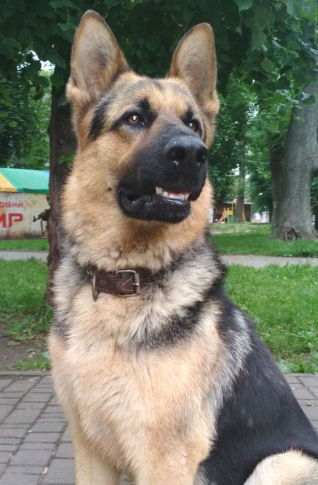 Дорослий пес, чекає на побачення