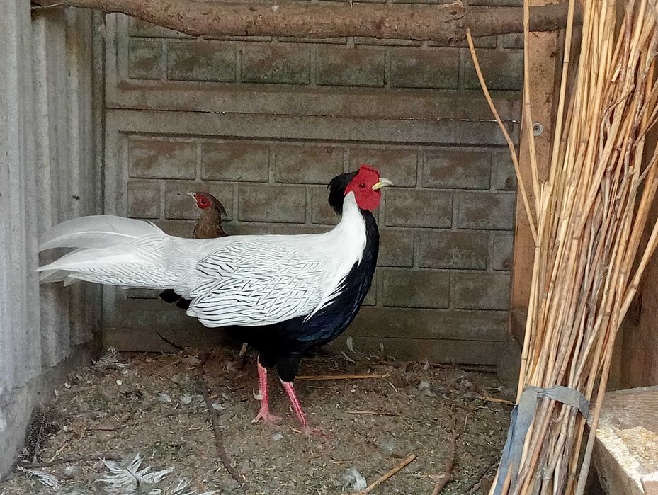 Bażanty złote bananowe srebrne