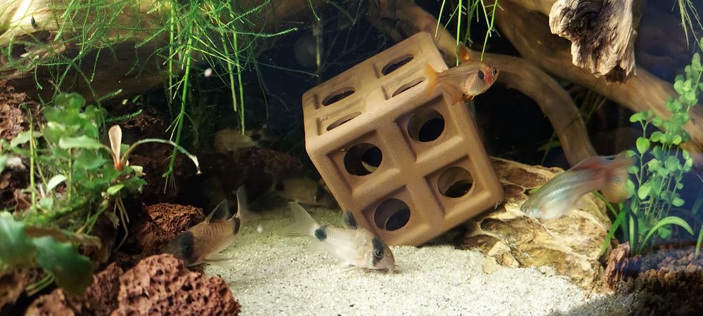 Ceramika grota dla ryb glonojada zbrojnika krewetek kostka 6x6x6