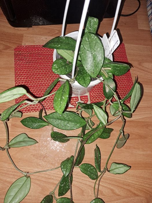 Хойя wibur Grawes.