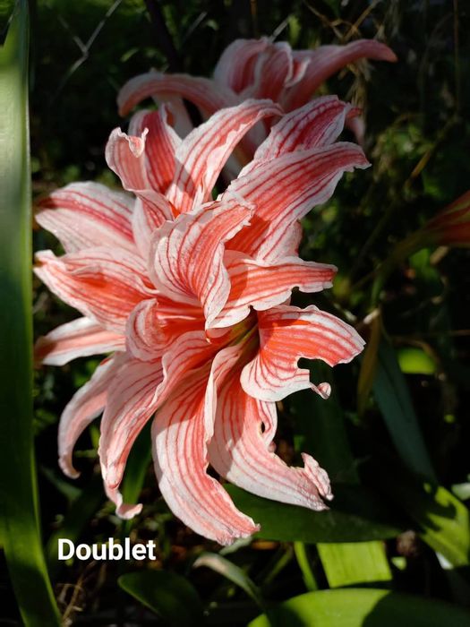 Гіпіаструма різних сортів і кольорів.