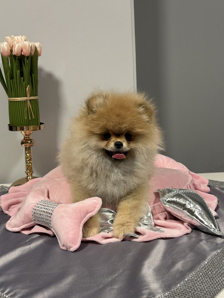 Szpic miniaturowy / Pomeranian TOY, obłędna mini dziewczynka