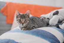 Charlie, Omar, Natalka i Jadzia – futrzani przyjaciele do adopcji