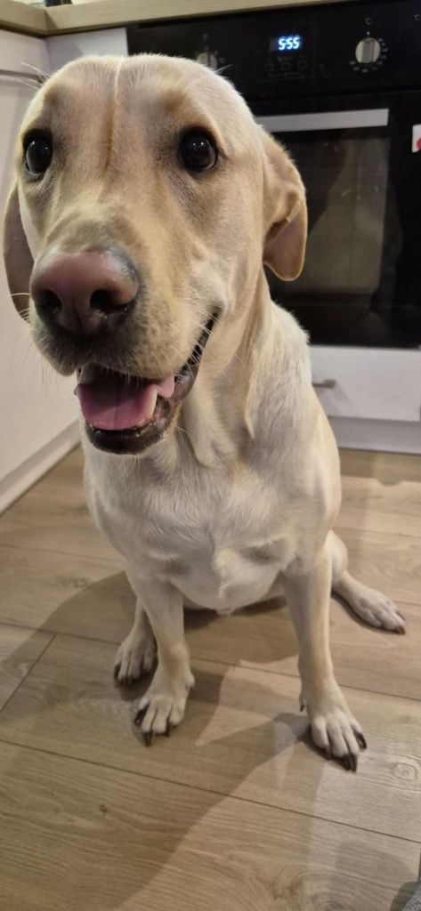 Do oddania 2 letni labrador
