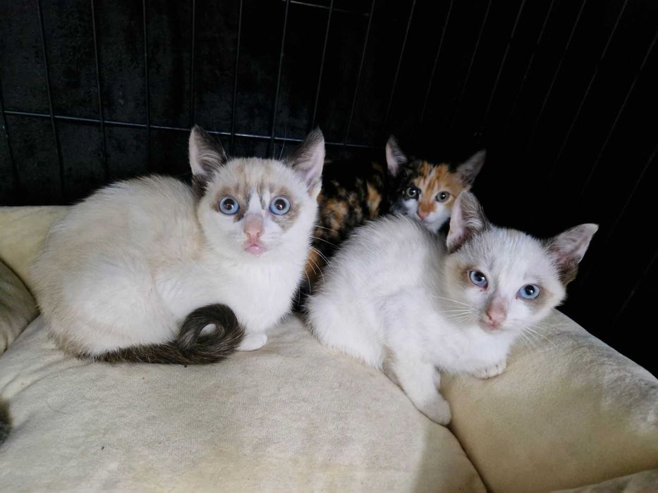 Bebés fêmeas para adoção responsável