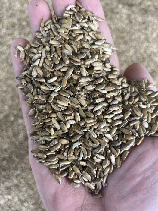 Ostropest plamisty eko zbiór 2025