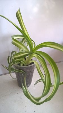 хлорофитум кудрявый Бонни Chlorophytum «Bonnie»