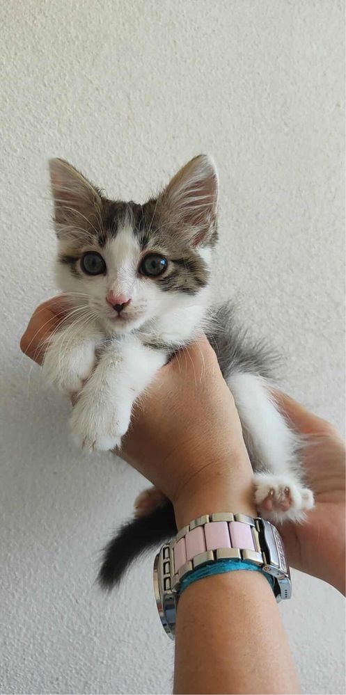 Gatinhos para adoção