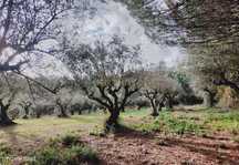 Terreno Rústico com Oliveiras, Leiria