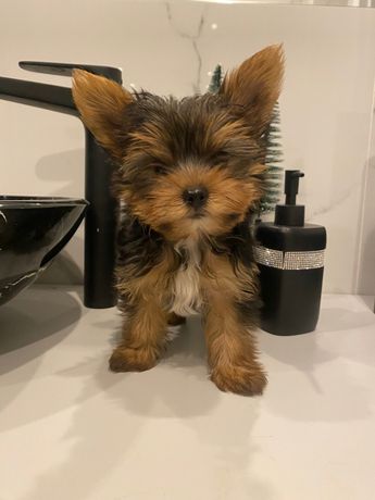 Yorki mini miniaturka