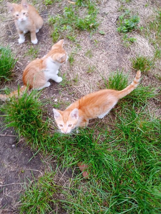 6 młodych kotków nie wykastrowanych do przygarnęcia za darmo.