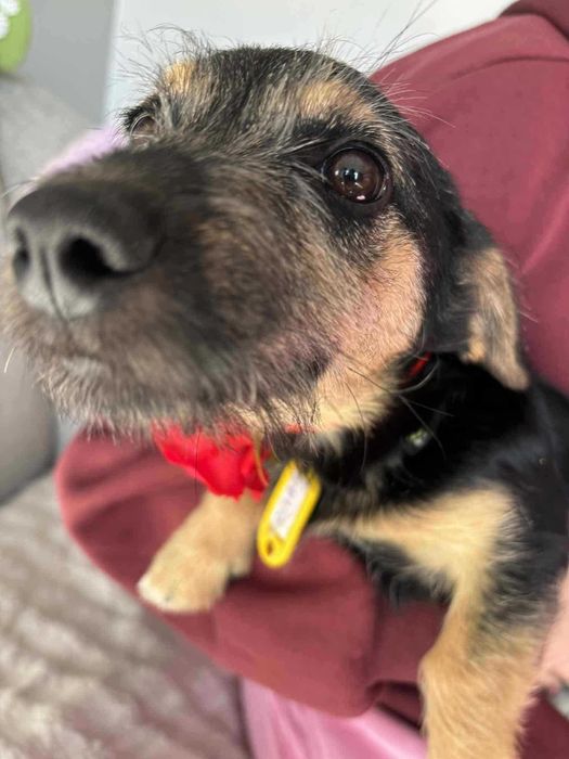 Doli mały szczeniak do adopcji
