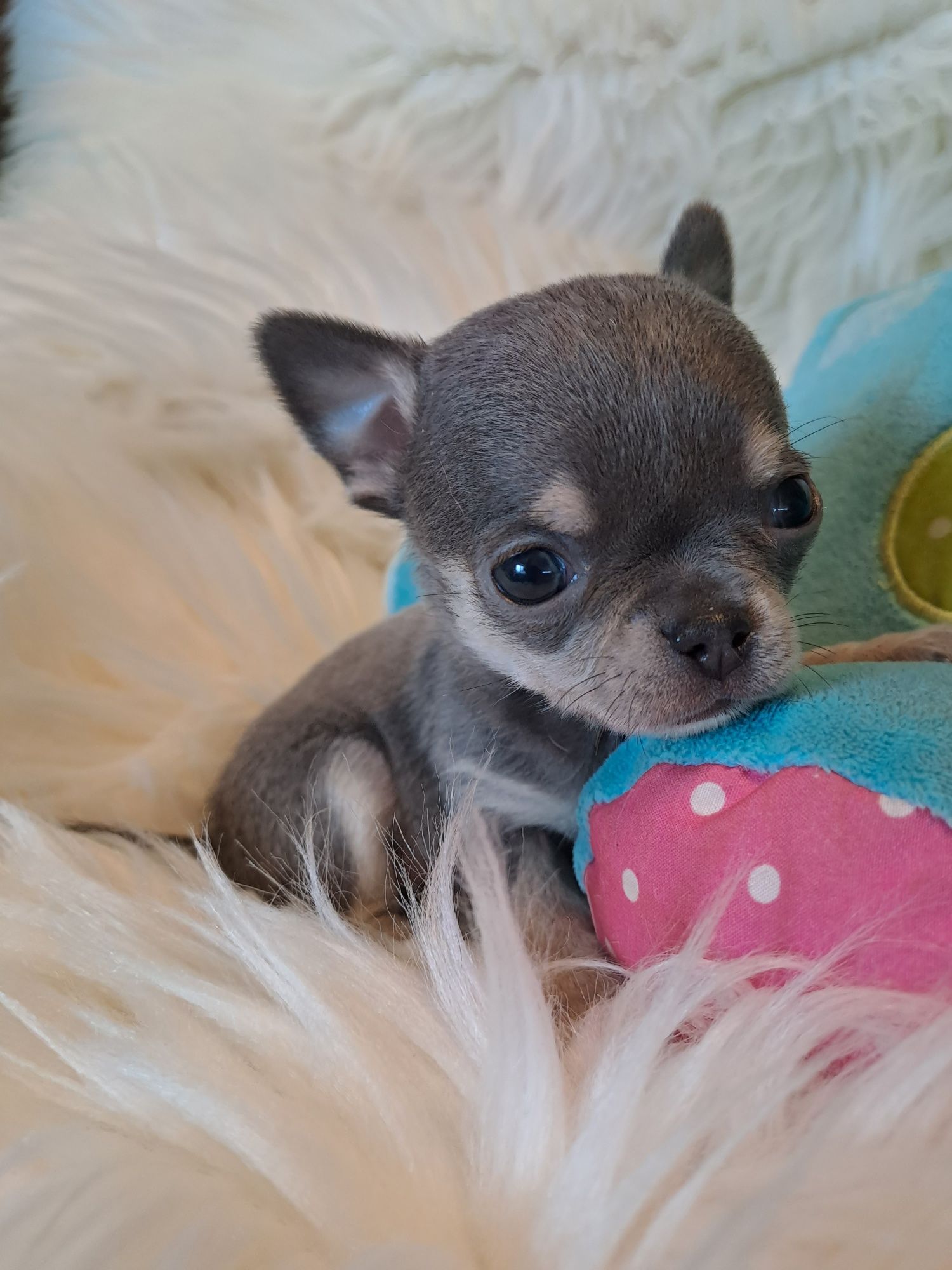 **SPIDY**chihuahua piesek xxs  blue  & tan do rezerwacji