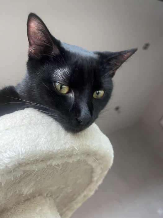 Adoção responsável Lucy