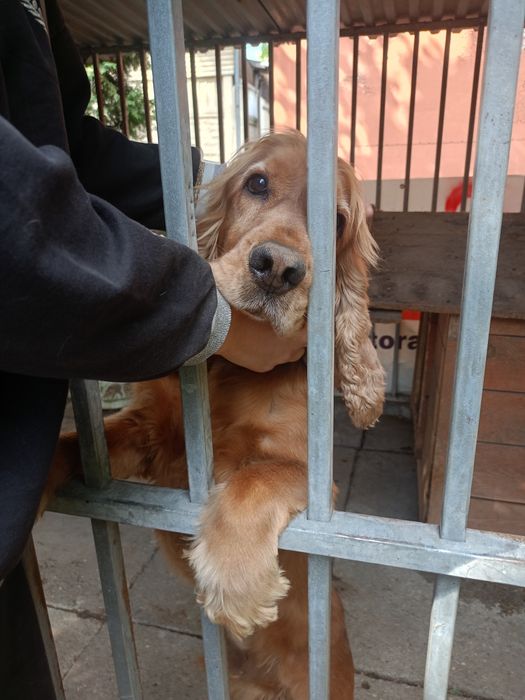 Bursztyn szuka odpowiedzialnego domu !!