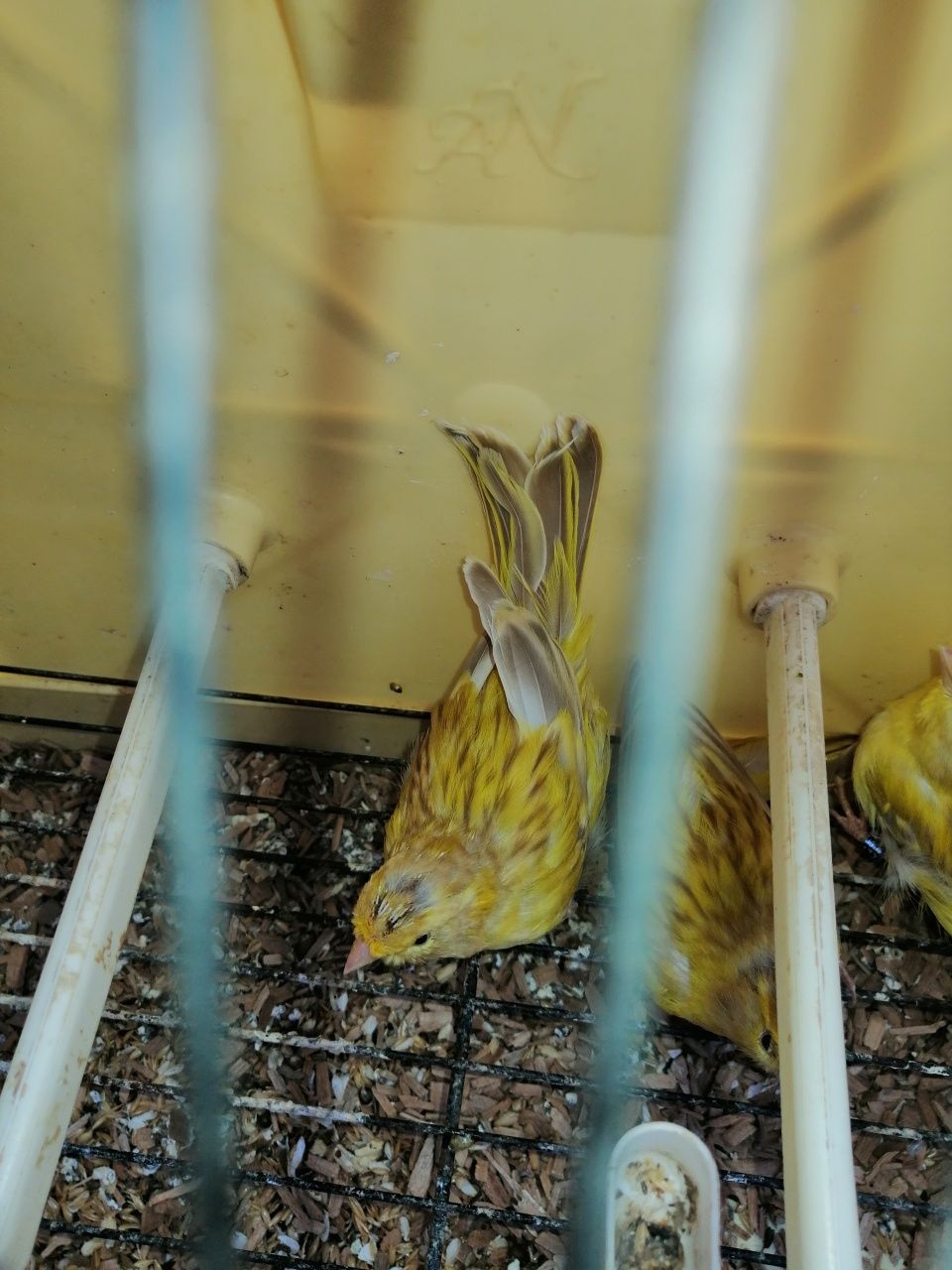 Aves para ceder preço porpocional a qualidade da ave