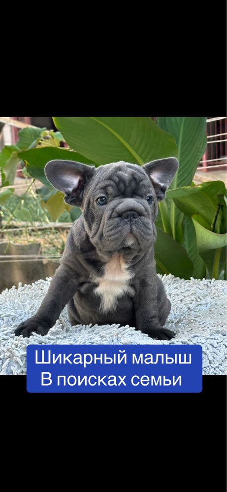 Французский бульдожик бигропчик! ЛЮКС малыш!
