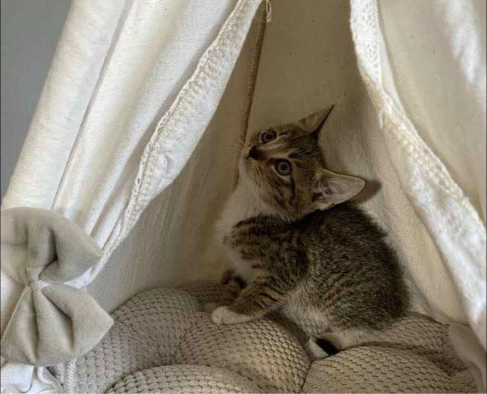 Kotek Tymianek do adopcji