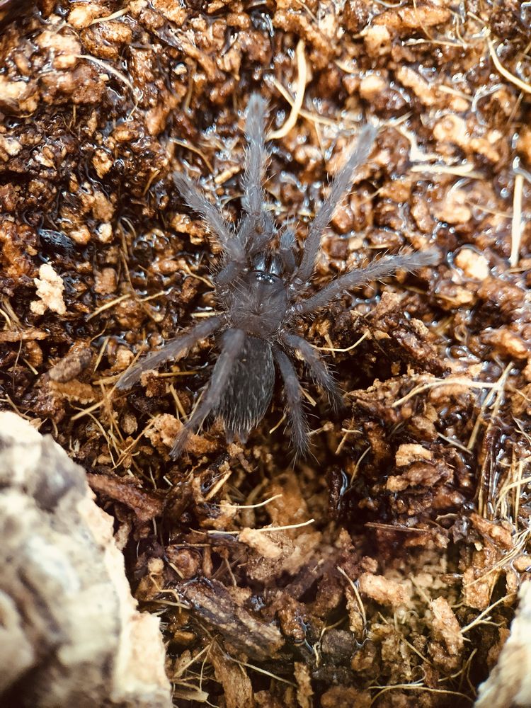 Chilobrachys natanicharum Electric blue ptasznik pająk