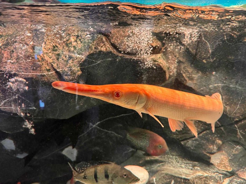 Niszczuk krokodyla albino - możliwa zamiana - Jugów