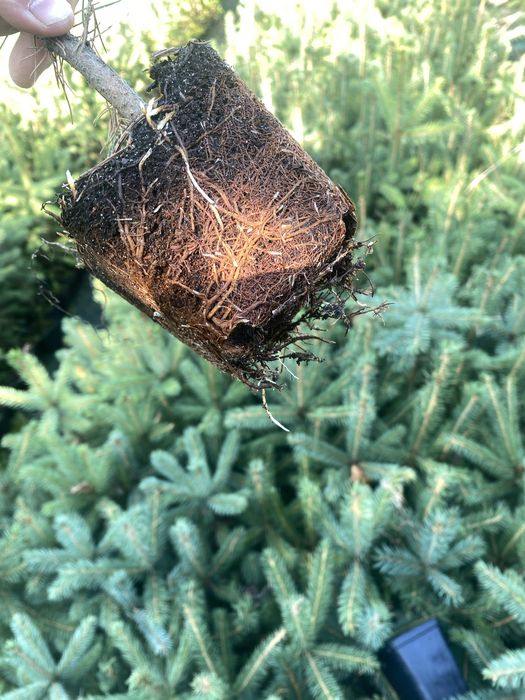 Swierk srebrny klujacy w doniczce p9 40-60 cm