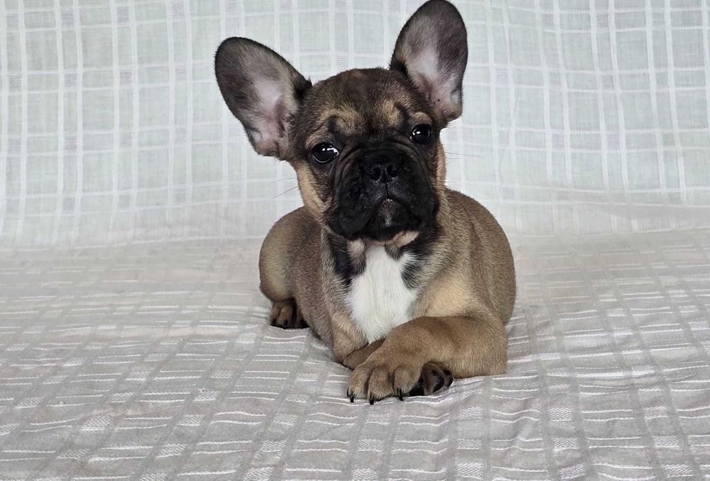Bulldog francês exotico