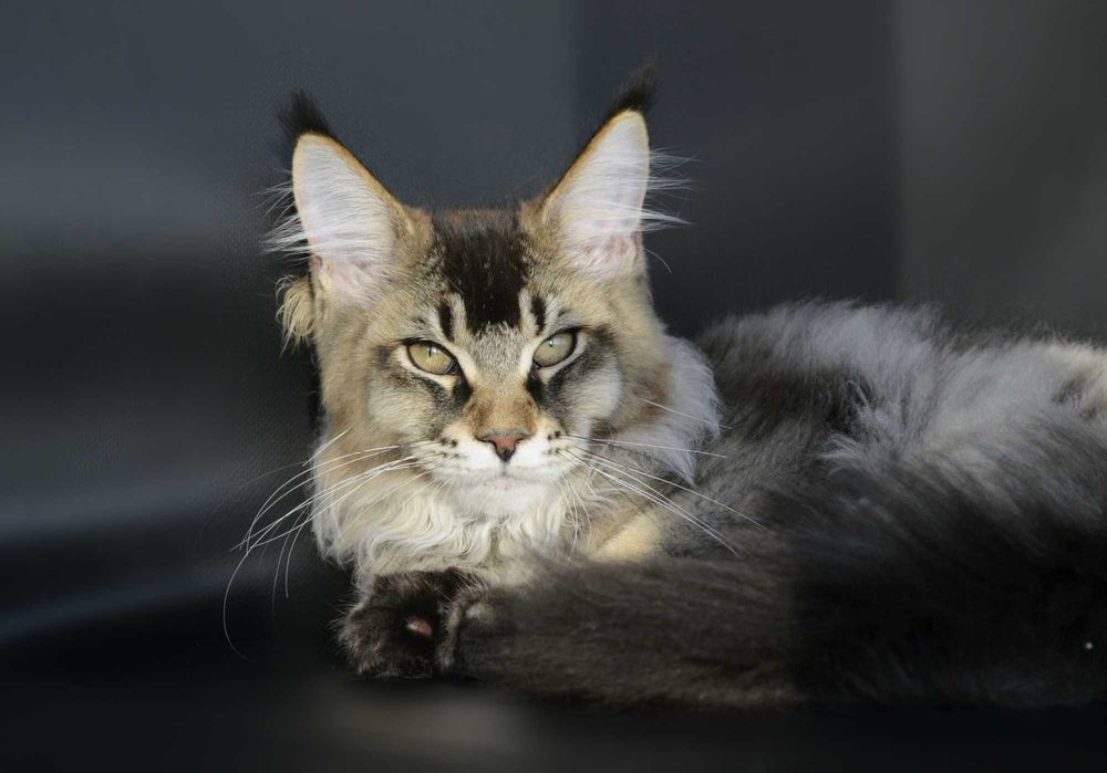 Мейн кун . Мальчик Макс 4 мес.