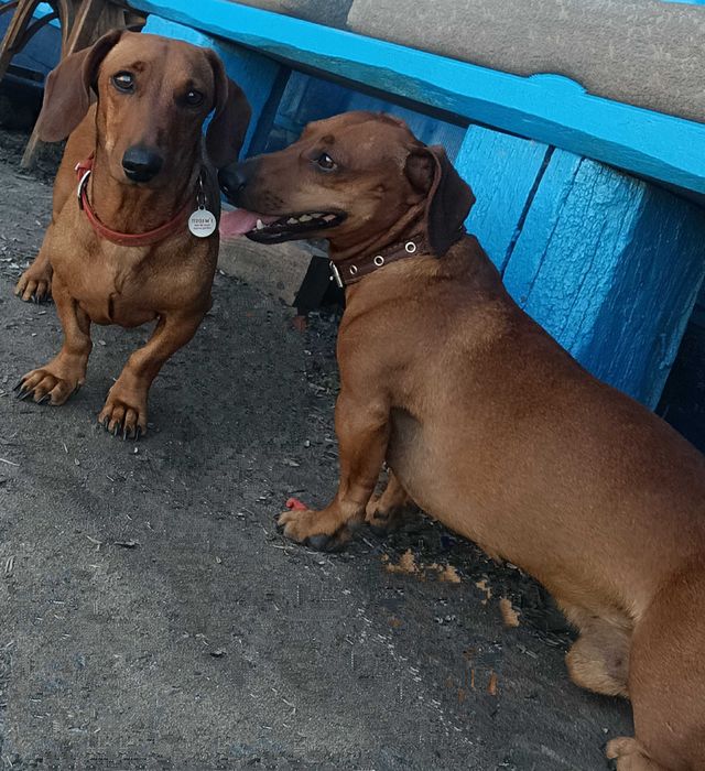 Продам цуценят такси