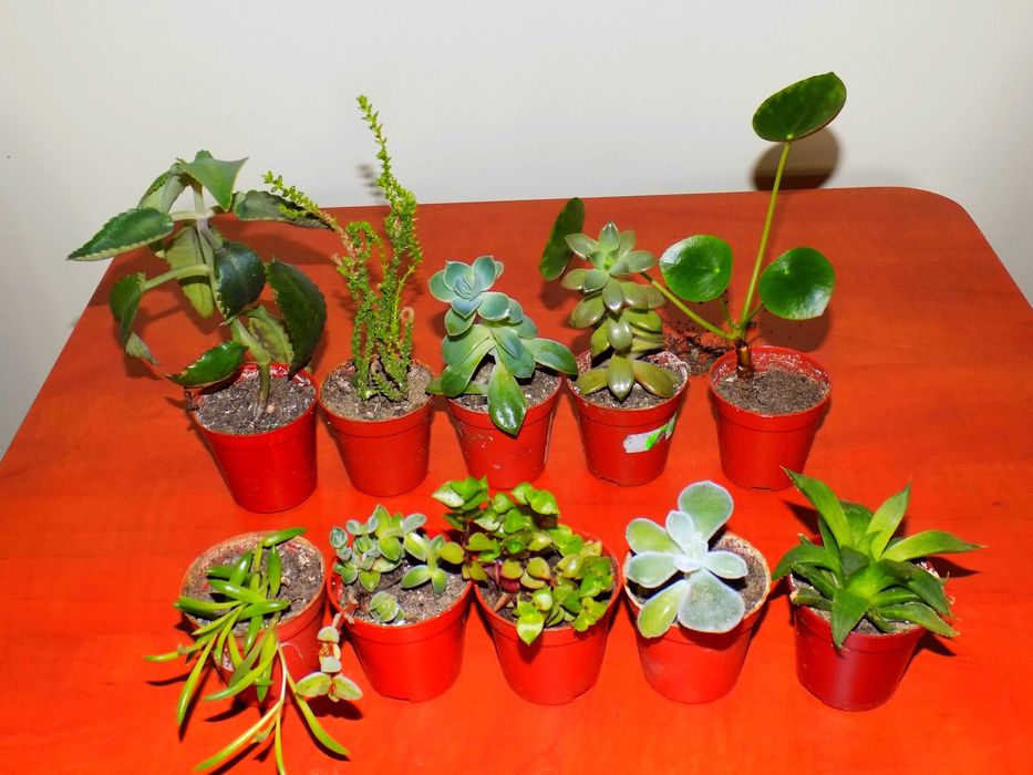 Kaktusy sukulenty i inne rośliny