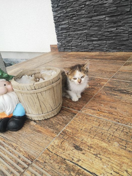 Oddam kotki w dobre ręce