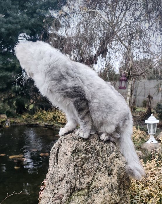 Maine Coon kocur do odbioru -srebrny