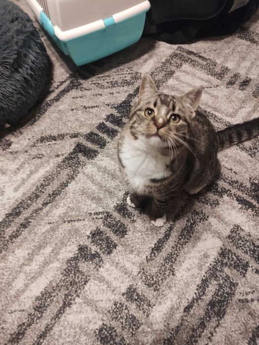 Oddam kotkę w dobre ręce.