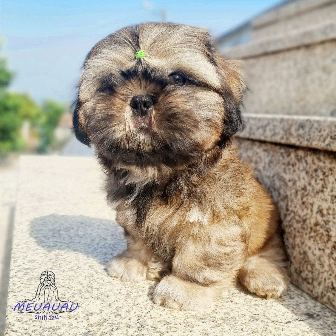 Filhote Macho Shih Tzu