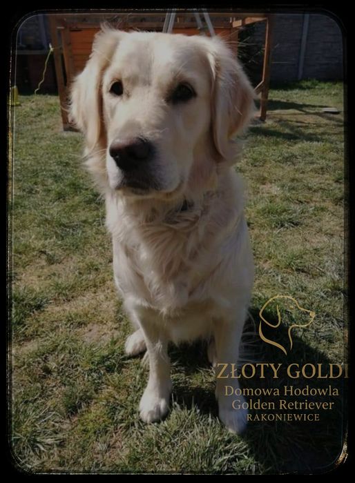 Golden Retriever GRUDZIEŃ ZAPOWIEDŹ MIOTU Rakoniewice