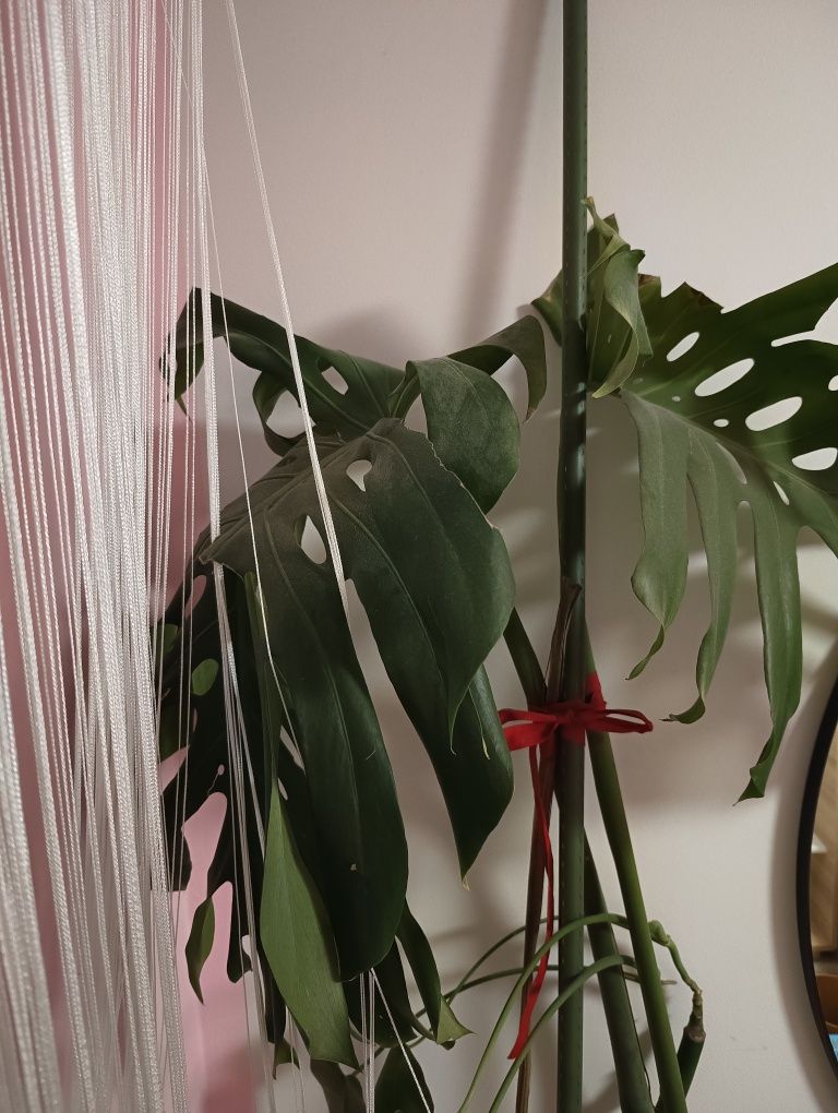 Monstera kwiat domowy 150cm