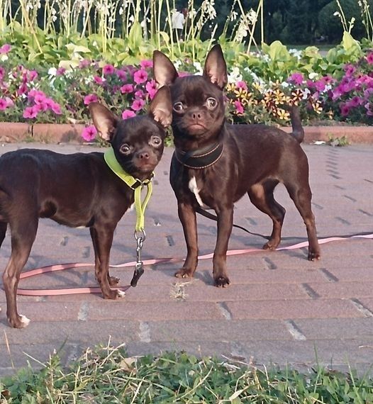 Шоколадная девочка чихуа