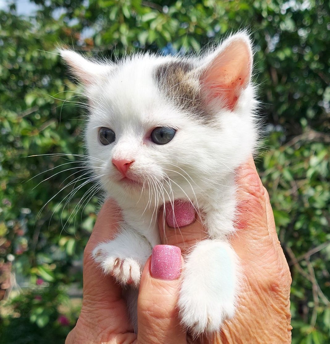 Отдам котят в хорошие руки