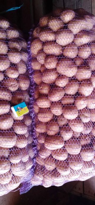 Продам посадкову (насіннєву) картоплю